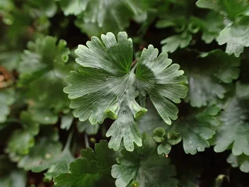 Tiny Bristle Fern — photo by memo_1
