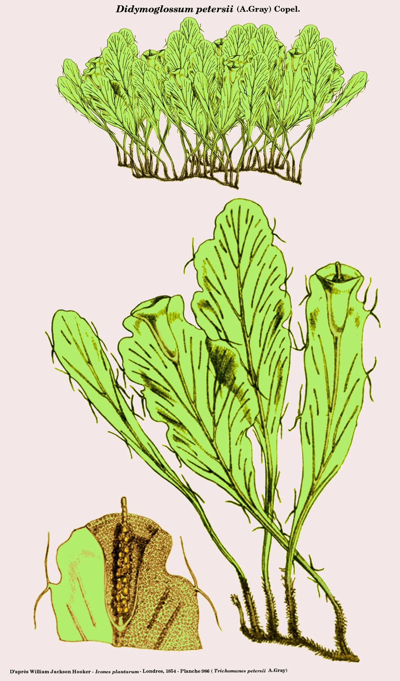 Dwarf Bristle Fern
