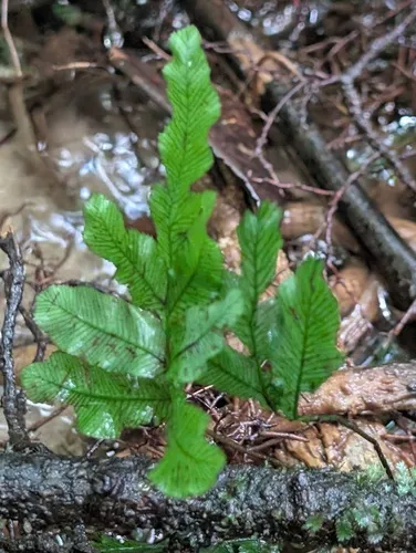 Tansy Bristle Fern — photo by Jessica Launay