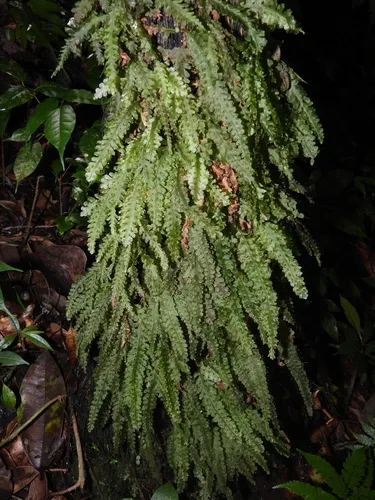 Jeweled Bristle Fern — photo by Sébastien SANT