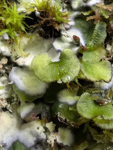 Dotted Bristle Fern