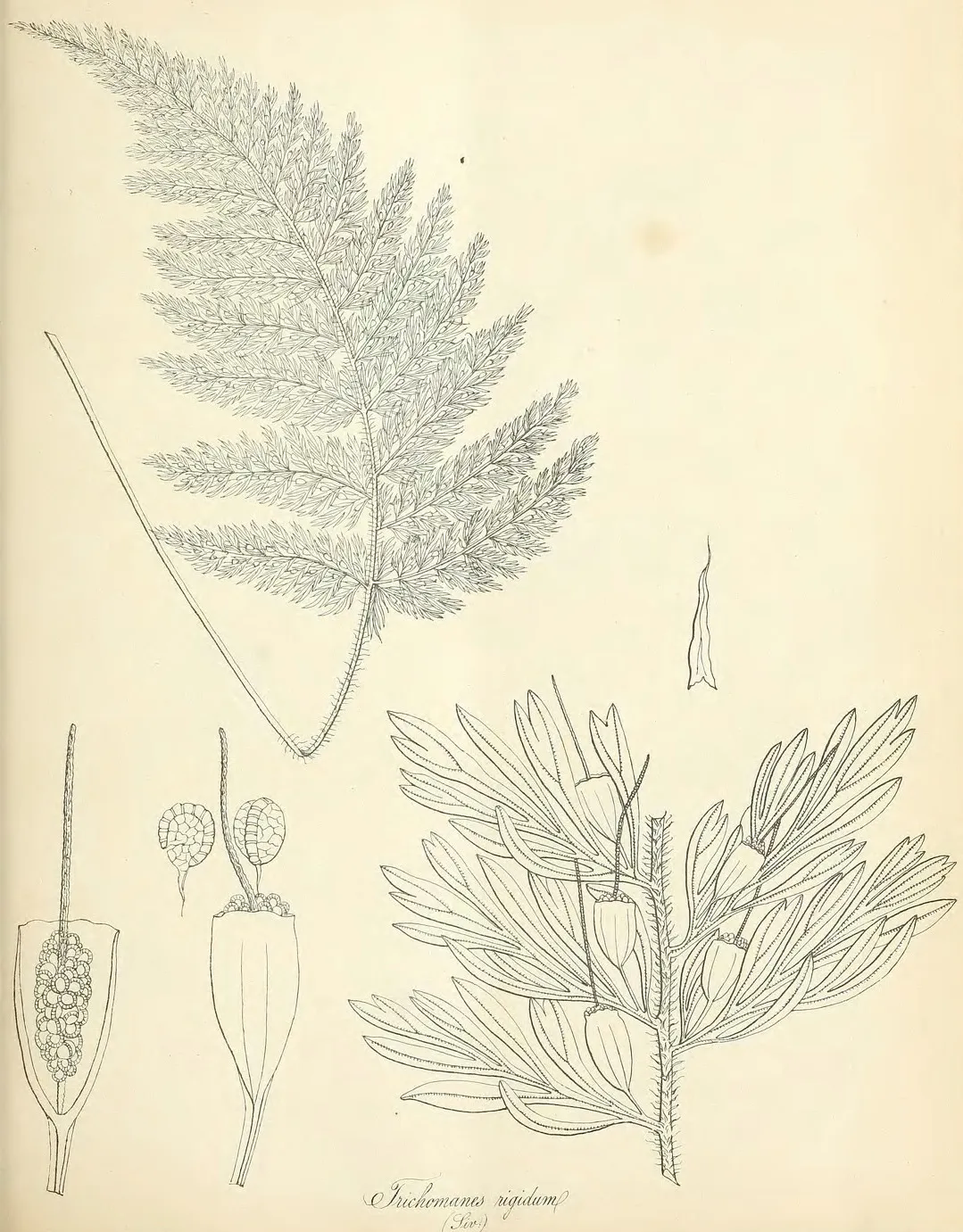 Stiff Bristle Fern — photo by R. H. (Richard Henry) Beddome