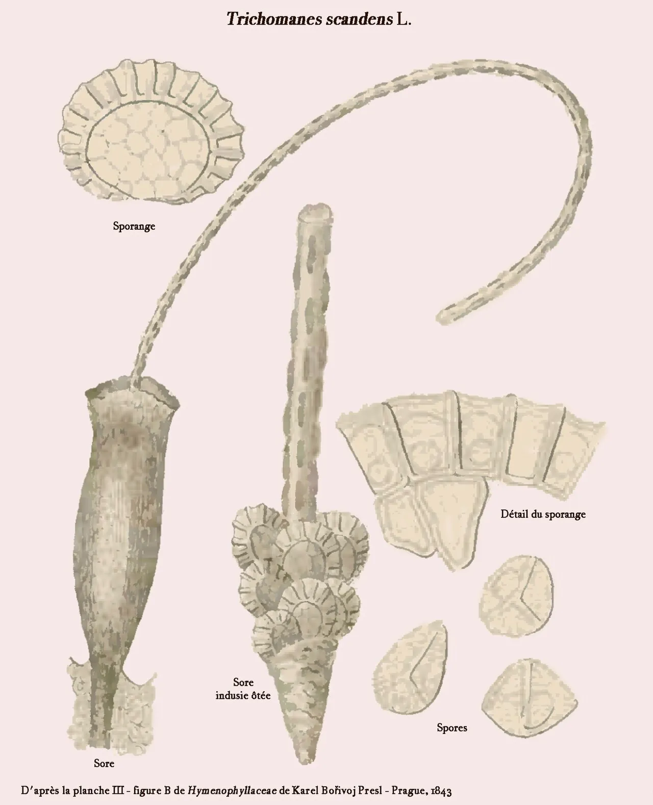 Climbing Bristle Fern