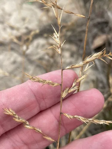 Silveus' Grass — photo by Sam Kieschnick