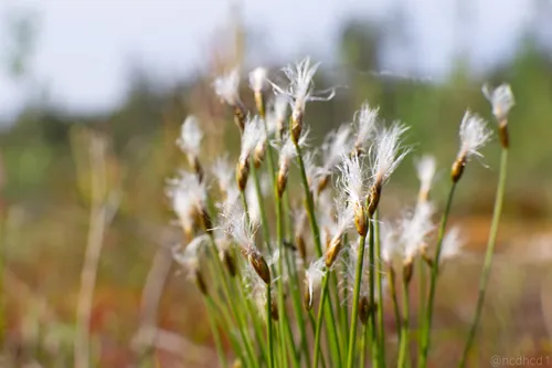 Alpine Bulrush