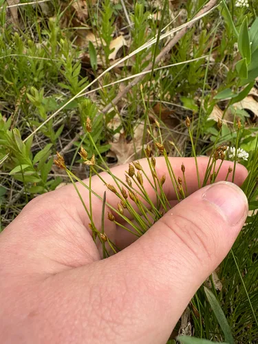 Clinton's Bulrush