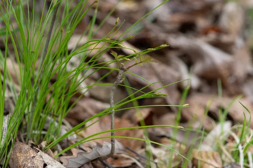Bashful Bulrush