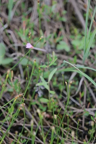 Rolland's Bulrush