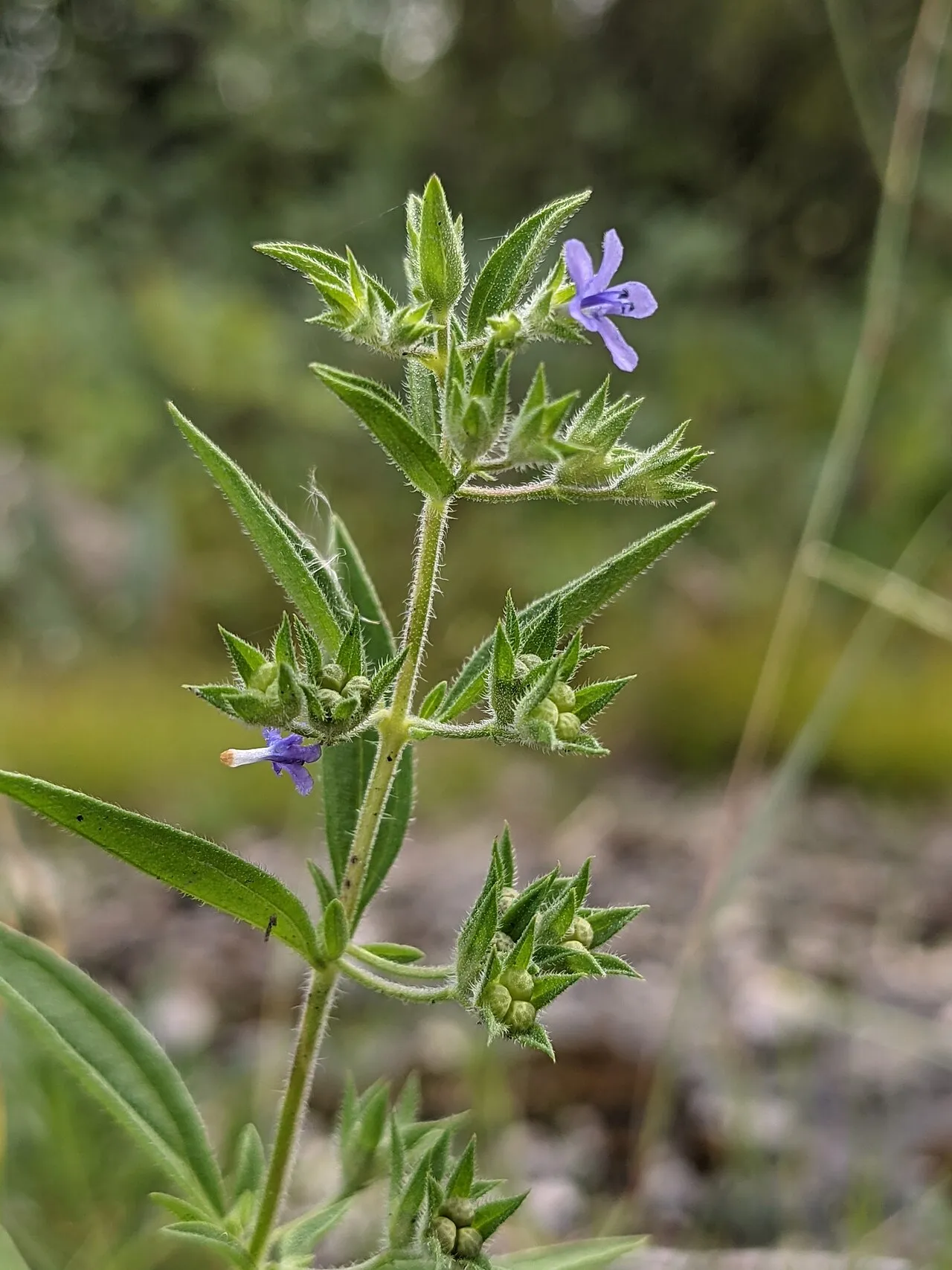 Fluxweed