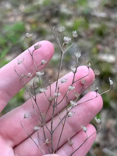 Forked Bluecurls
