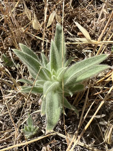 Vinegarweed — photo by Ryan Donnelly