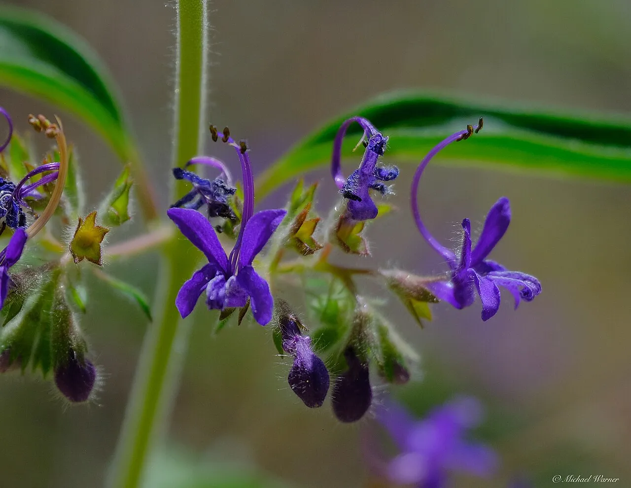 Turpentine Weed — photo by Michael Warner