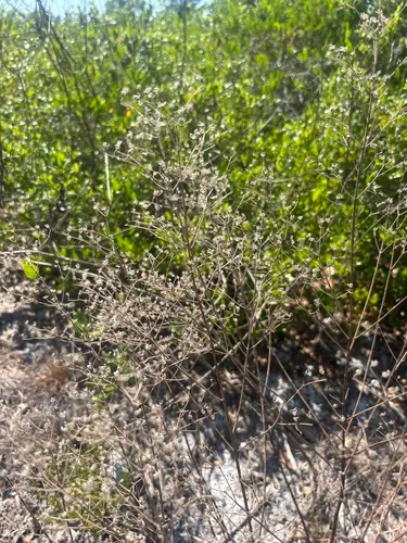 Florida Scrub Bluecurls
