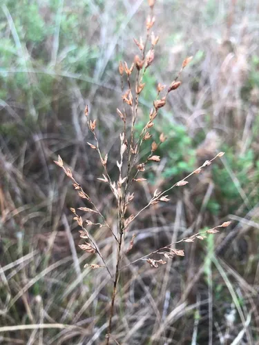 Pine Barren Fluffgrass