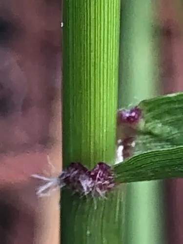 Carolina Fluffgrass