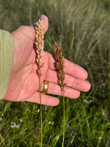 Pink Fluffgrass
