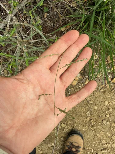 Lovegrass Tridens