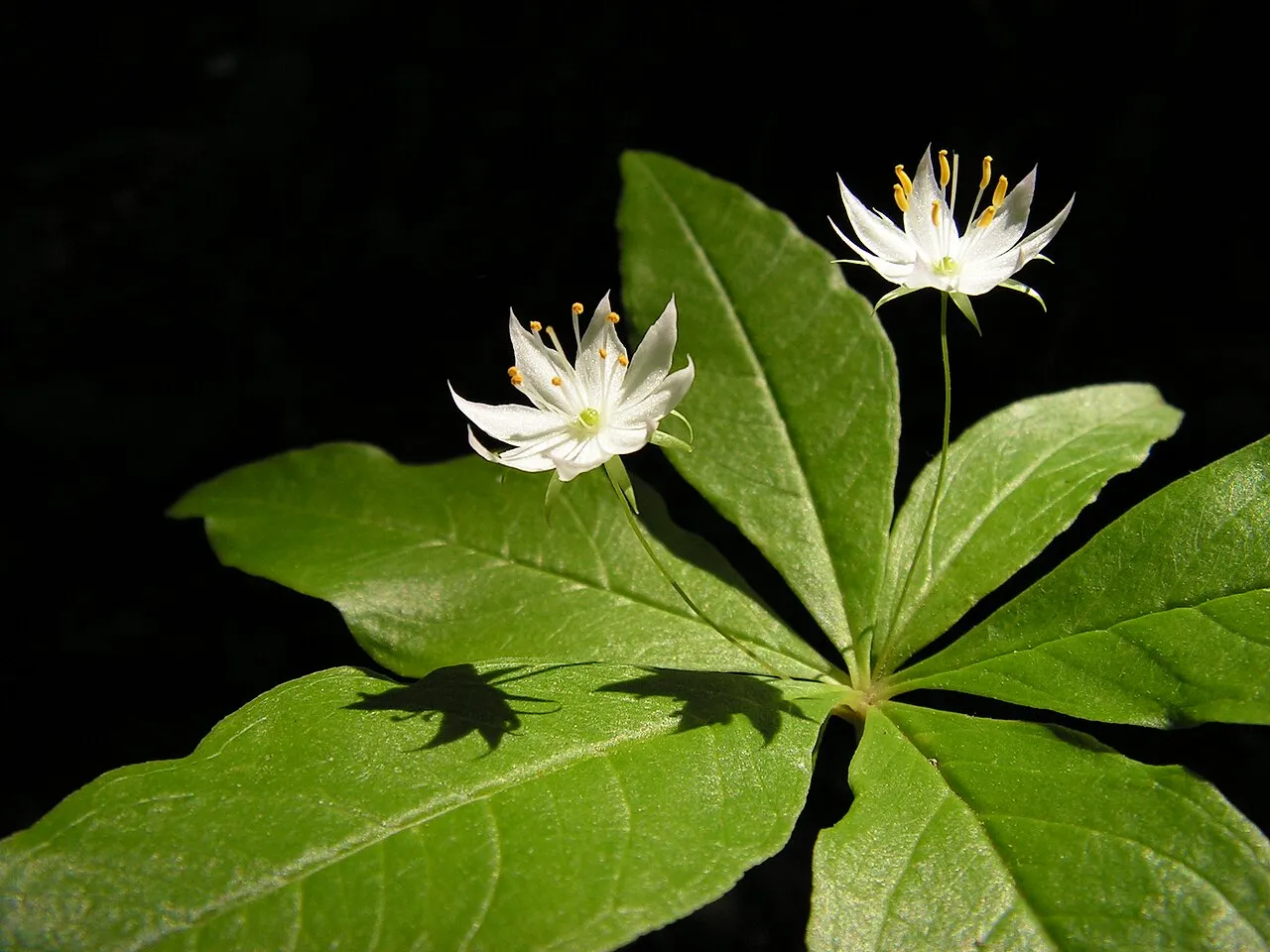 Starflower — photo by Falcoperegrinus (Matthieu Gauvain)