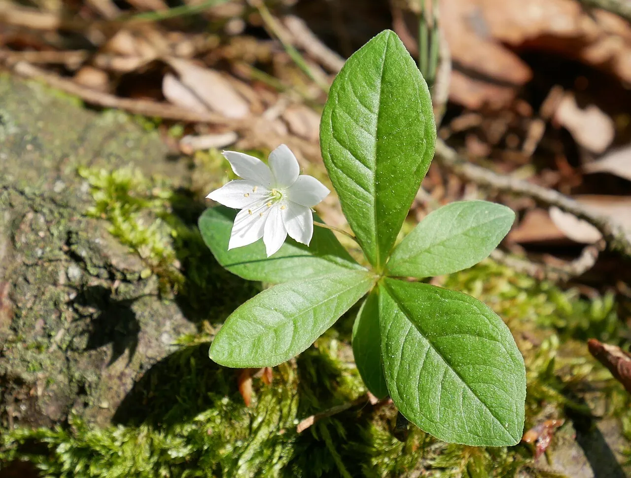 Arctic Starflower