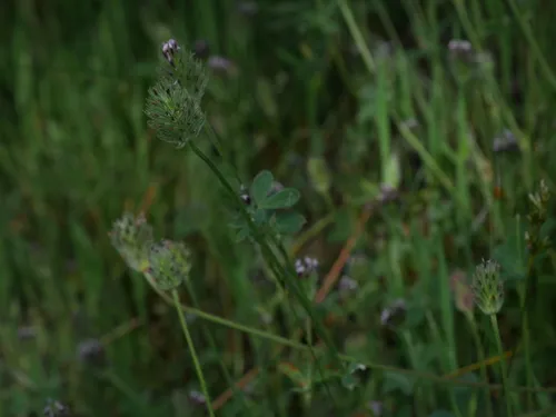 Rancheria Clover — photo by John Kelly