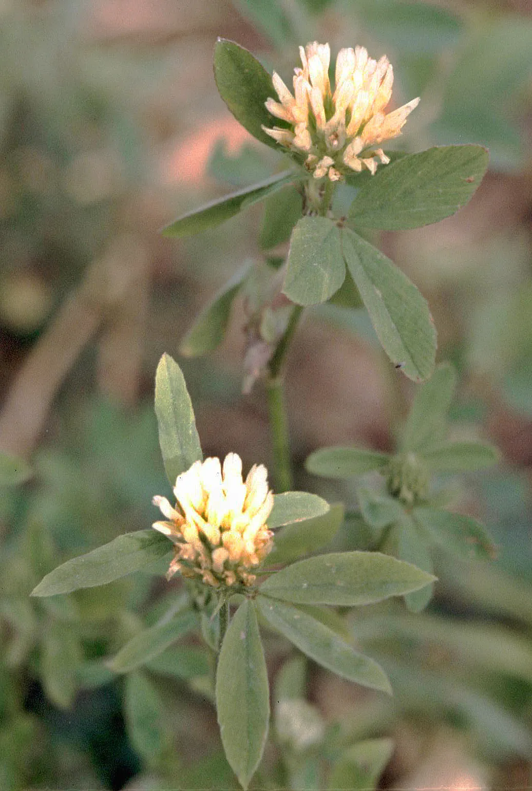 Egyptian Clover — photo by Fornax at German Wikipedia