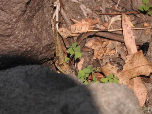 Aztec Clover