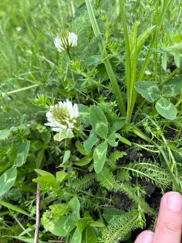 Kura Clover — photo by Наталья Пикалова