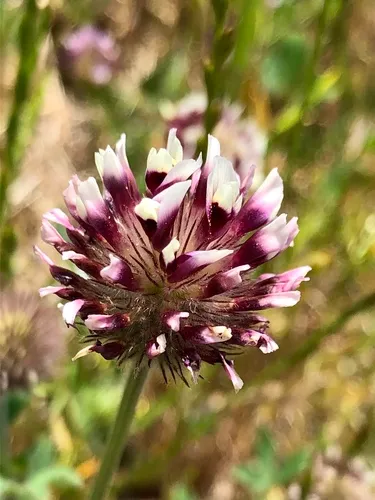 Showy Indian Clover — photo by samfisch