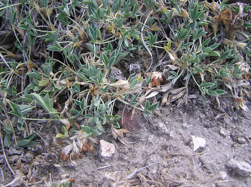 Intermountain Clover (var. podocephalum) — photo by USFS