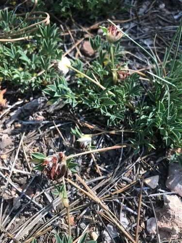 Intermountain Clover — photo by steve_boyd
