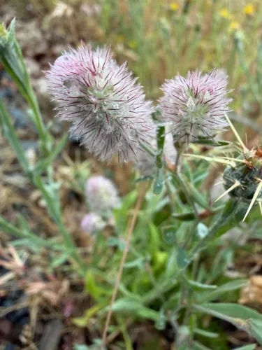 Rabbitfoot Clover — photo by desertjules