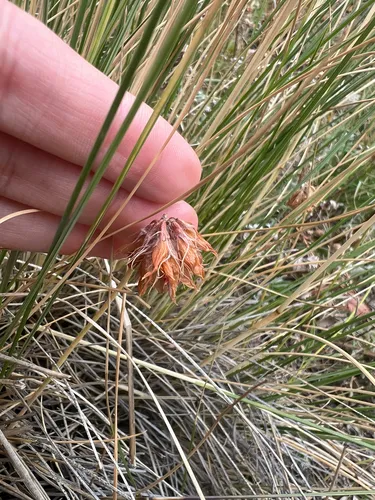 Rocky Mountain Clover — photo by inspectahjess