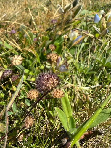 Bearded Clover