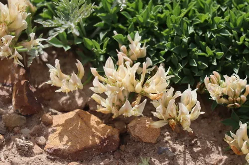 Barneby's Clover