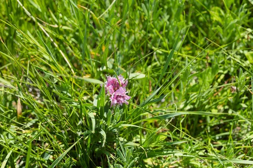 Beckwith's Clover