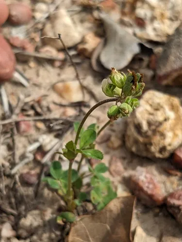 Bejar Clover