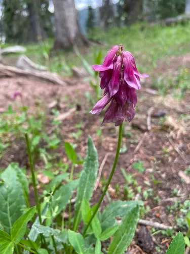 Brandegee's Clover — photo by bayroberts