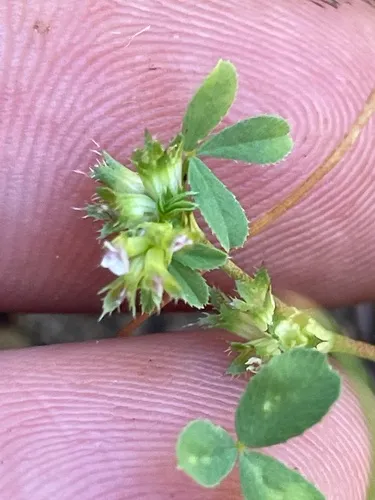 Santa Cruz Clover — photo by Heather Morrison