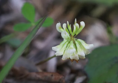 Running Glade Clover — photo by Drew Chaney