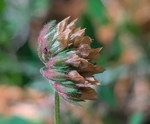 Carolina Clover — photo by jcyanic3