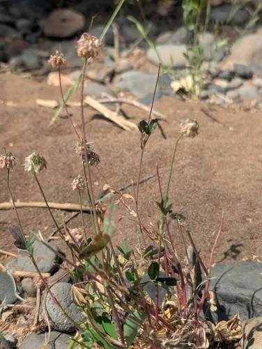 Foothill Clover — photo by Rob Irwin