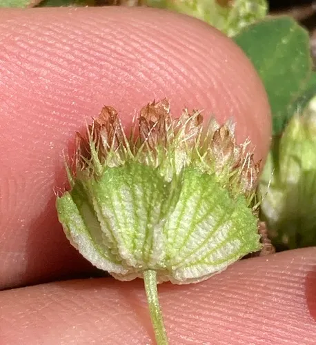 Cup Clover — photo by Adam J. Searcy