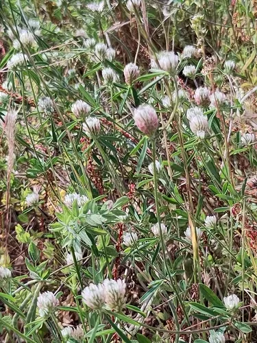 Dalmatian Clover — photo by Dr. Ulrike Licht
