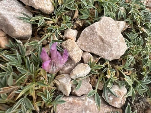 Alpine Clover