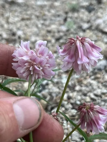 Dedecker's Clover — photo by Dean Lyons