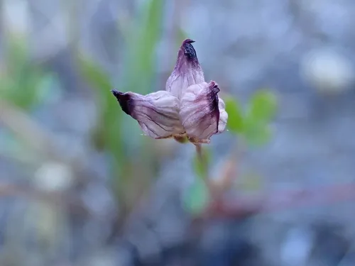 Cowbag Clover — photo by denizs