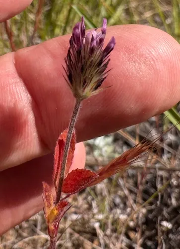 Branched Indian Clover