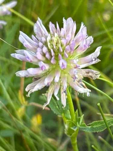 Douglas' Clover — photo by tphender