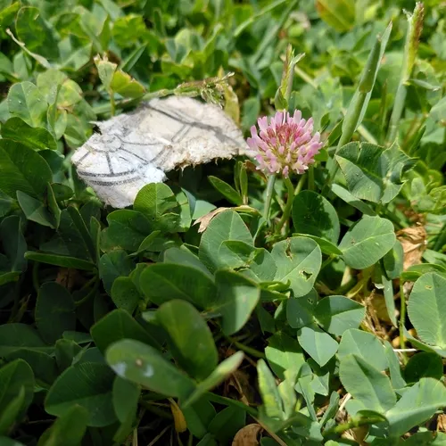 Strawberry Clover — photo by olam4403