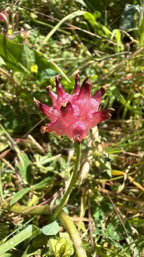 Bull Clover — photo by harrii